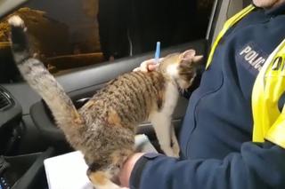 Śląskie: Piękna kotka wtargnęła do radiowozu i bezczelnie zaczęła przeszkadzać policjantowi [WIDEO]