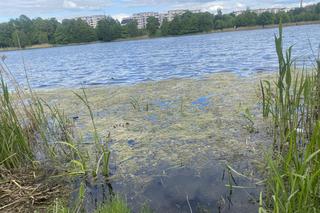 Moczarka nad jeziorem Długim - 2024