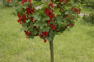 Porzeczka czerwona ‘Jonkheer van Tets’ - Ribes rubrum ‘Jonkheer van Tets’ 