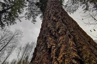 Najwyższe drzewo w Polsce rośnie na Dolnym Śląsku. Ma 120 lat i niemal 60 metrów wysokości!