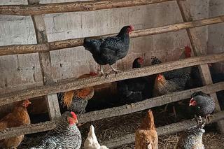 Kogut zabił Wiesława. Krystyna nie miała litości, ptak skończył w garnku