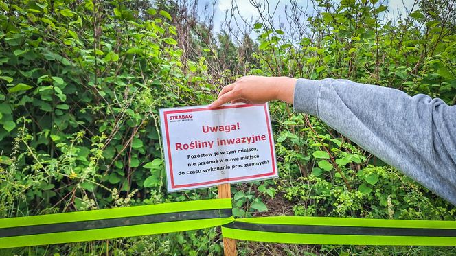 Rdestowiec na budowie Trasy Północnej