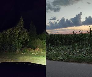 Dziki gonią rowerzystów, odstraszają samochody i zjadają plony. Mieszkańcy Świdnika boją się wyjść z domów