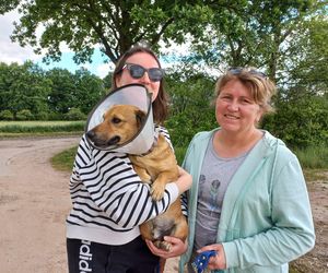 „Wszystkie psiaki nasze są” w schronisku w Henrykowie koło Leszna