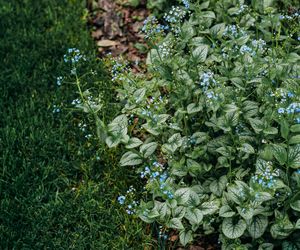 Brunnera wielkolistna