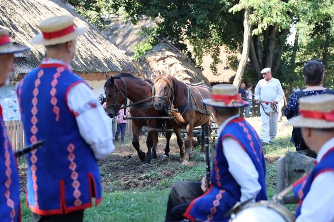 W skansenie w Lublinie pokazali, jak dawniej wyglądały wykopki kartoflane