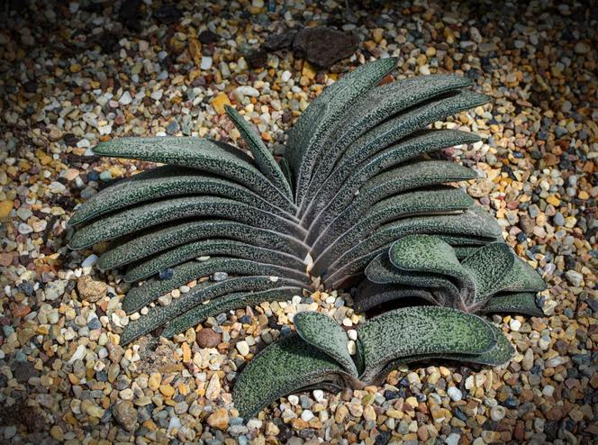 Gasteria