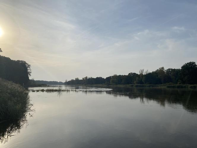 Rzeka Odra w okolicy Lasu Odrzańskiego