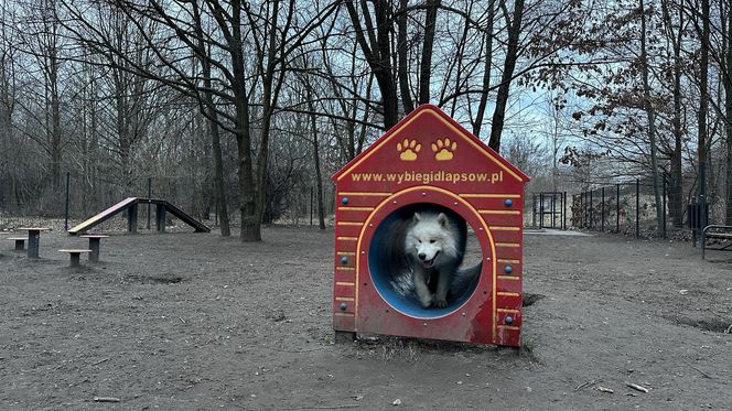 Psi park na ul. Augustów w Łodzi