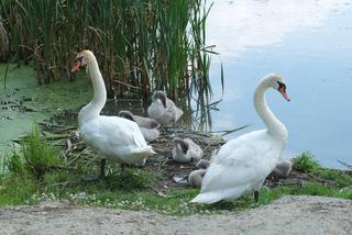 Strażacy ochotnicy uratowali brzydkie kaczątko