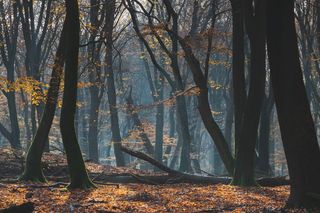 Takiego cmentarza w Olsztynie jeszcze nie było. Zmarłych będzie można chować u stóp drzew