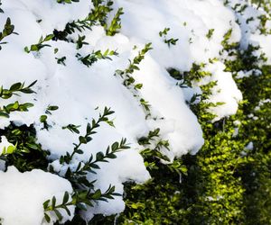 Dlaczego iglaki i liściaste rośliny zimozielone trzeba podlewać zimą?