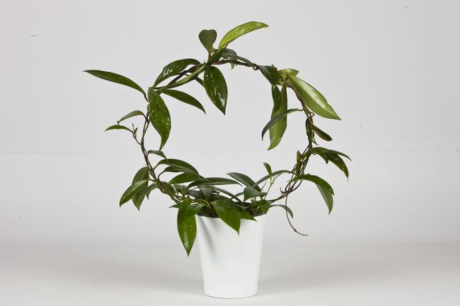 Rosliny doniczkowe na podporach