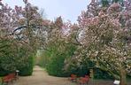 Magnolia zakwitła szybciej niż zwykle! Przyrodnicy wskazują jeden powód