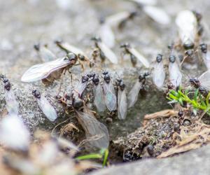 Plaga nad morzem. Latające mrówki koszmarem wczasowiczów