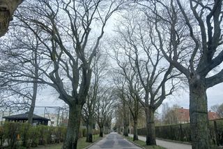 Aleja starych drzew w centrum Bydgoszczy starciła ochronę. Skąd taka decyzja?