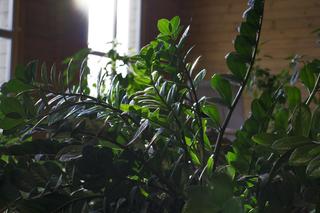 Rośliny doniczkowe cieniolubne - jakie kwiaty doniczkowe mogą rosnąć w cieniu?