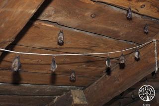 Polskie Towarzystwo Przyjaciół Przyrody pro Natura zaprasza do Krainy Podkowca