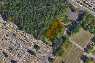 Las Pamięci na cmentarzu Szczecińska w Łodzi