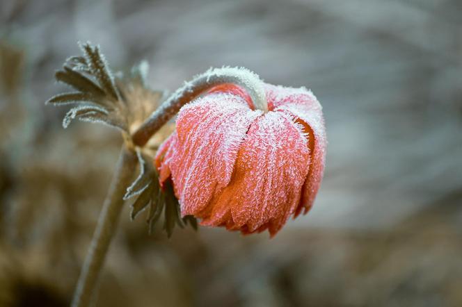 Deszcz i porywisty wiatr. W nocy nawet -2°C! Gdzie będzie najgorzej? 