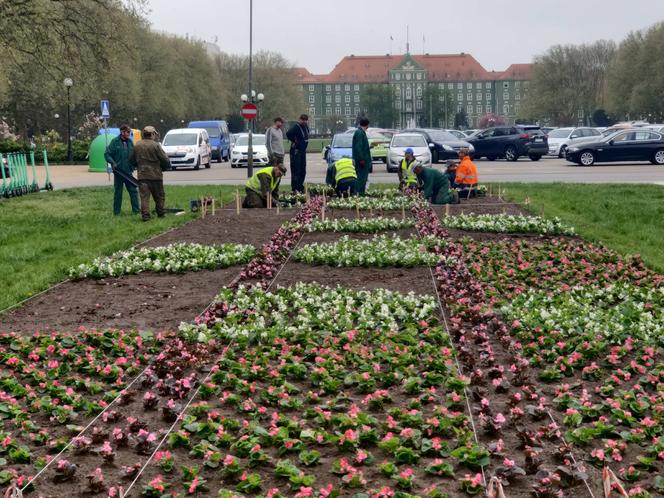 21 tysięcy begonii w jednym miejscu. Powstaje kwiatowy dywan przed Pomnikiem Czynu Polaków