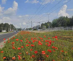 Kwietne łąki w Toruniu. MZK chwali się estetycznymi i ekologicznymi walorami