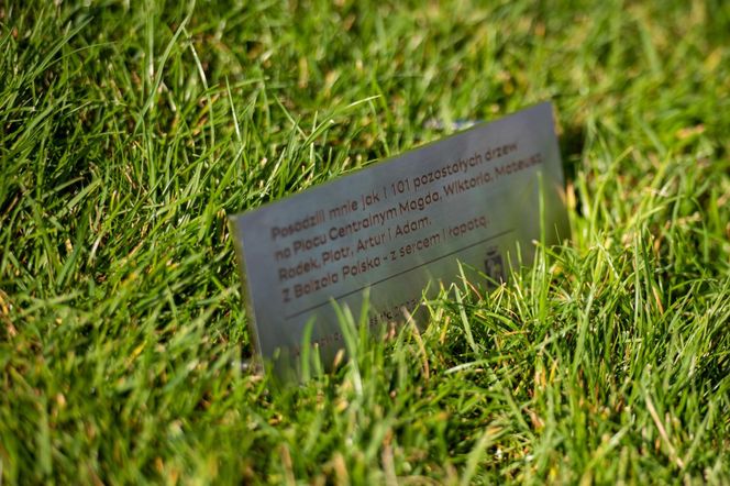 10 tys. zł dla WOŚP za drzewko na pl. Centralnym. Wyjątkowy gest pracowników firmy Balzola