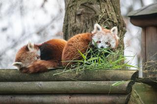 ZOO jesienią. Czy warto się wybrać? Jakich zwierząt nie zobaczymy po sezonie letnim?