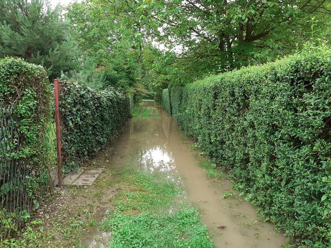 Przemyśl: San zalał ogródki działkowe i ścieżki rowerowe