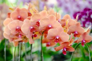 Storczyki najpiekniejszymi kwiatami doniczkowymi