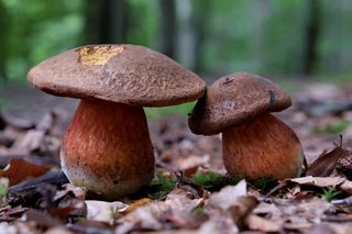 Borowik ceglastopory