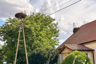 Orły plądrują wieś z jej skarbów. Żarłoczne ptaki nie mają litośc