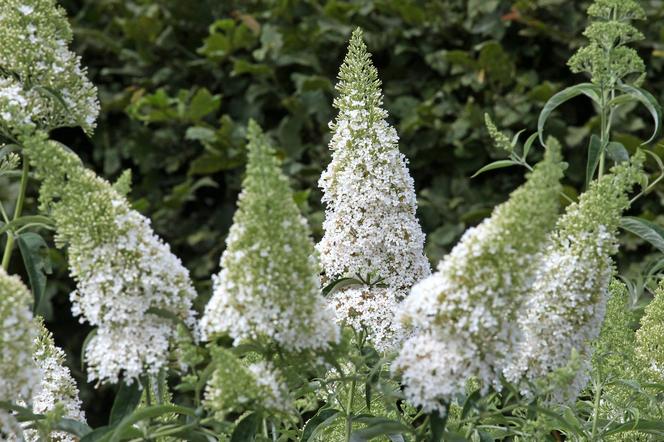 Budleja Dawida (Buddleja davidii) 