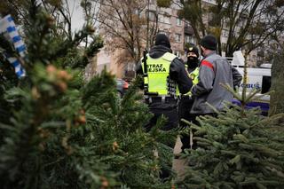 Gdzie kupić choinkę w Białymstoku? Ile kosztuje drzewko na Boże Narodzenie?