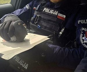Policjanci z Mikołowa mają gołębie serca. Ruszyli na pomoc rannemu ptakowi