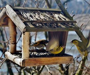 Jak PRAWIDŁOWO dokarmiać ptaki? Podpowiadają leśnicy z Przedborowa