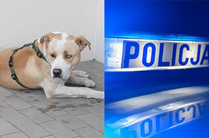 Toruń: Kierowca BMW potrącił psa. Ranne zwierzę trafiło do schroniska 