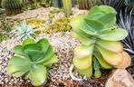 Kalanchoe wiechowate