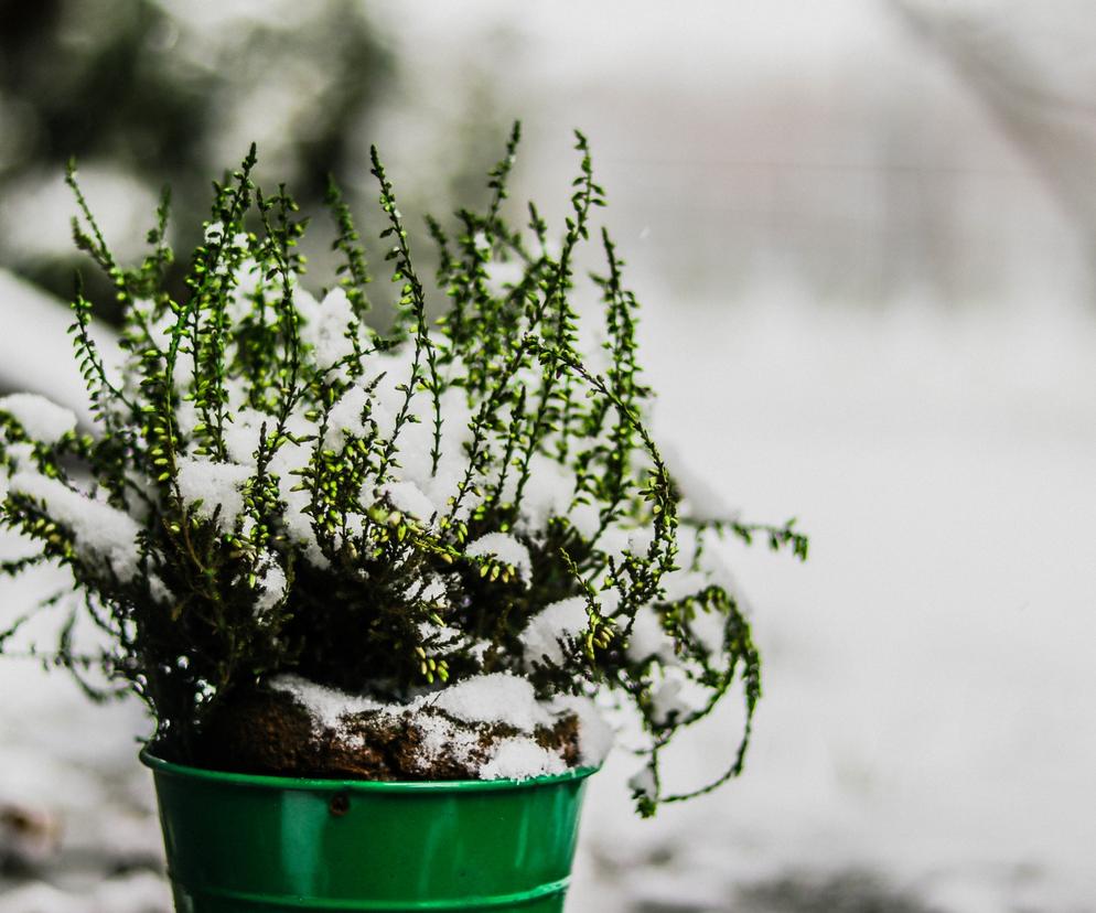 Śnieg na roślinie