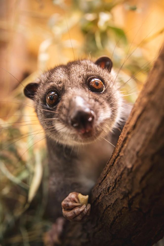Nocny akrobata z Indonezji zamieszkał we Wrocławiu! Poznajcie nowego lokatora Zoo