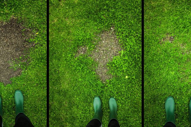 Dwa tygodnie i „łyse placki” na trawniku znikną. Rozkrusz drobno i rozsyp na trawie, a zagęści się po zimie. Zagęszczający nawóz do trawnika 