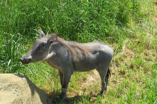 Zamość:  ZOO z parą guźców.To krok milowy w rozwoju ZOO 