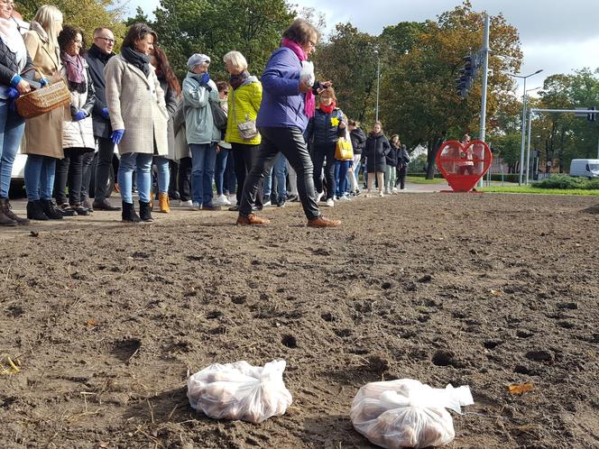 Nie tylko żonkile. Tysiące cebulek kwiatowych posadzono dziś na Polu Nadziei w Lesznie