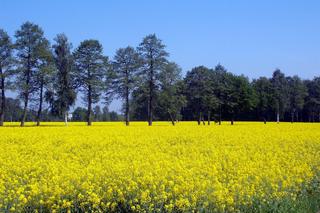 8. Powiat oświęcimski