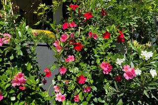 Ta roślina wygląda jak z egzotycznych wakacji. możesz mieć ją na balkonie!