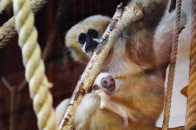 Kolejne niesamowite narodziny w ZOO Wrocław! Na świat przyszedł gibon białopoliczkowy [ZDJĘCIA, FILM]