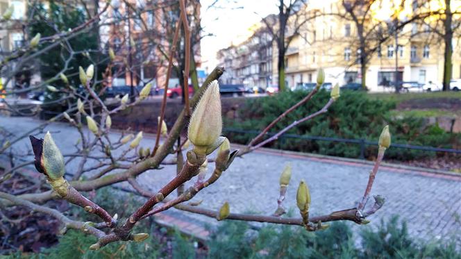 Szczecińskie magnolie budzą się z zimowego snu