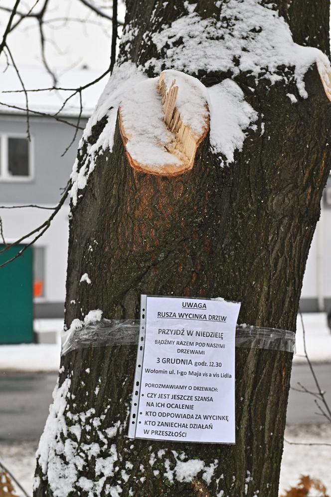 "Zostawcie drzewa w spokoju". Mieszkańcy Wołomina protestują przeciwko wycince 