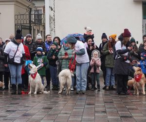 Golden Retriever WOŚP w Poznaniu