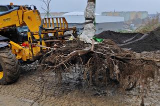 Nasadzenia przy ulicy Bożeny w Szczecinie
